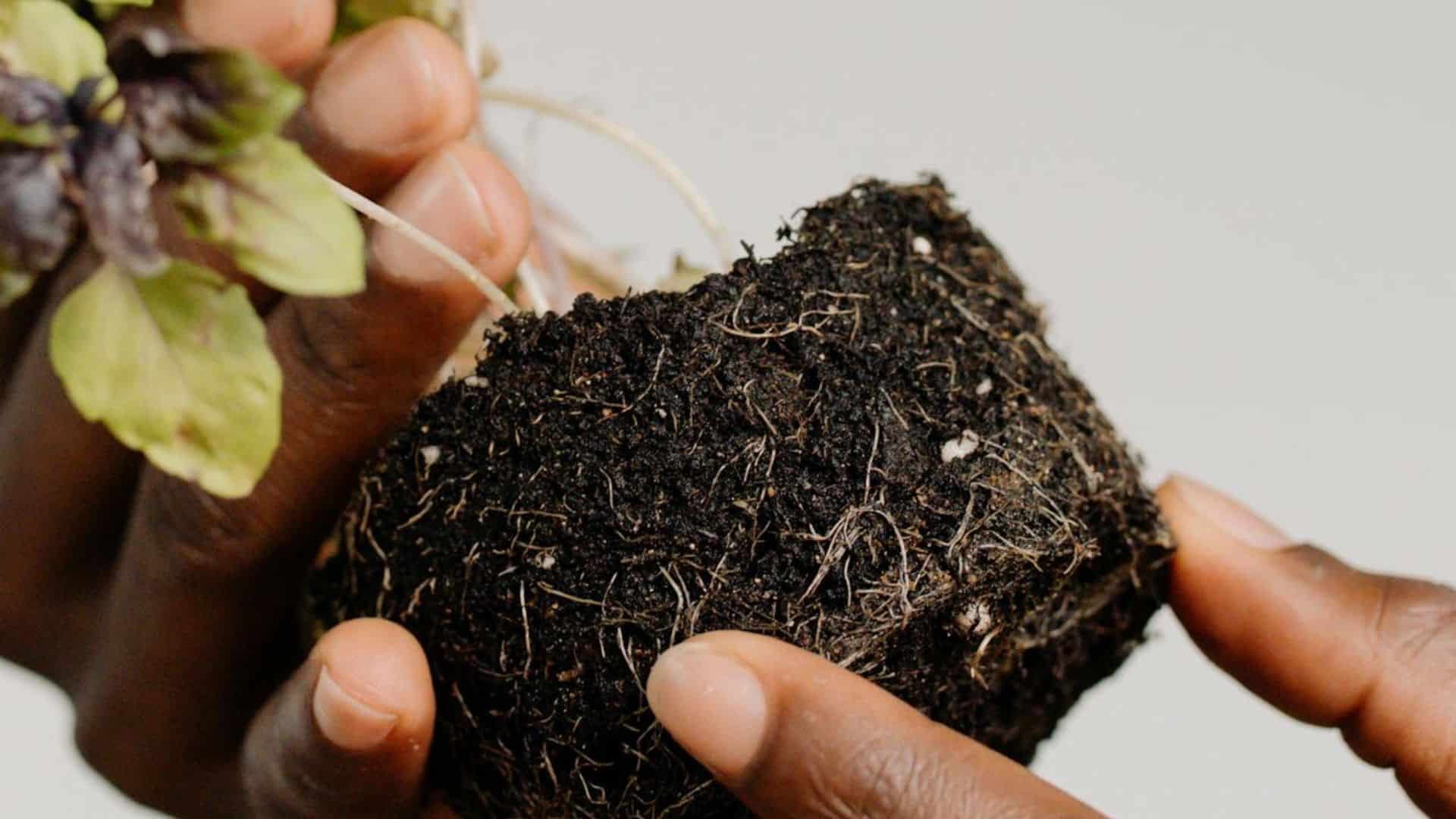 What Is Bioremediation and How Does It Support Natural Restoration?