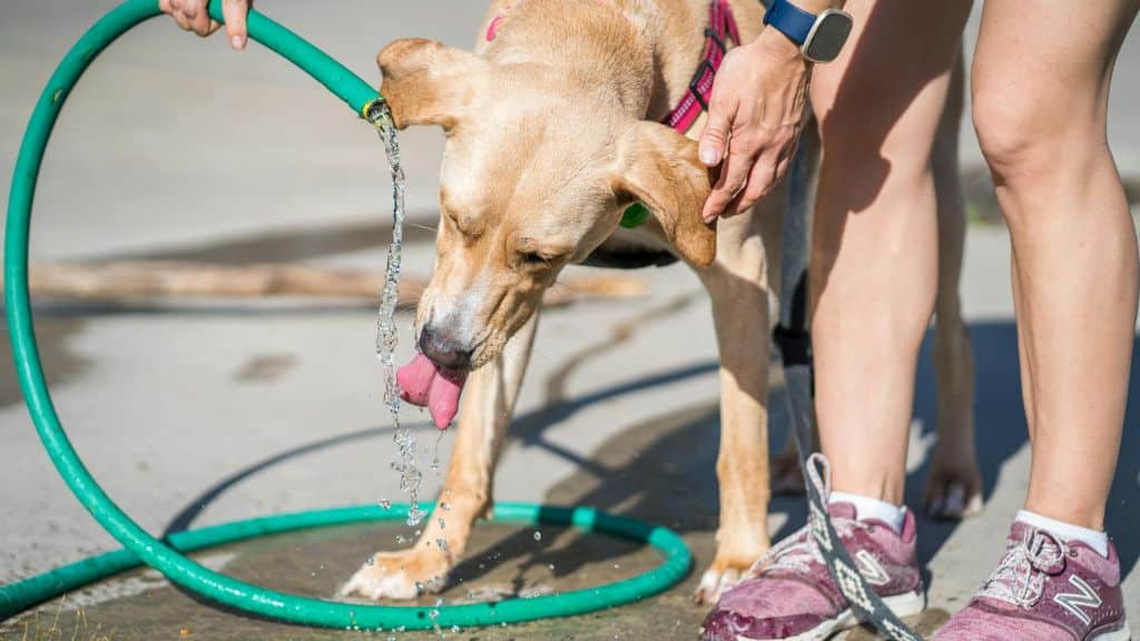 Bios blog: Extreme heat can also affect our animal companions. Dogs, cats, and other pets are vulnerable to overheating and heatstroke, particularly during walks, travel, or extended periods outdoors. Photo by gabesdotphotos photographer on Pexels